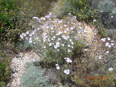 Convolvulus oleifolius