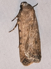 Caradrina clavipalpis