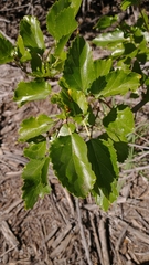 Betula occidentalis