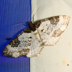 Melanthia procellata