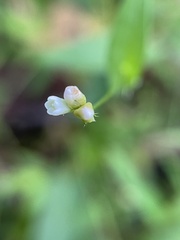 Persicaria sagittata