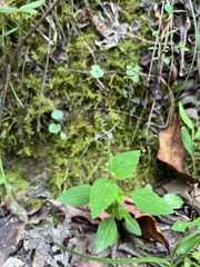 Mosla dianthera