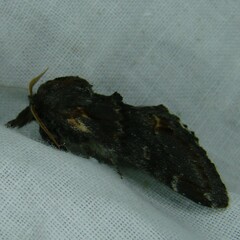 Notodonta dromedarius