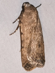 Caradrina clavipalpis