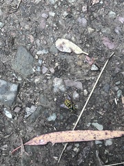 Vespula pensylvanica