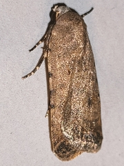 Caradrina clavipalpis