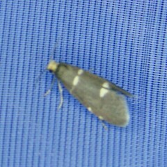 Lampronia flavimitrella