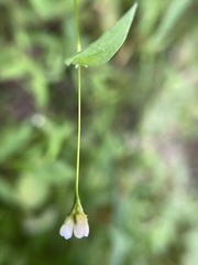 Persicaria sagittata