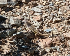 Callisaurus draconoides