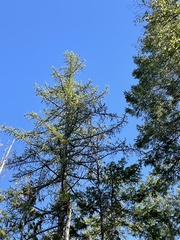 Larix occidentalis