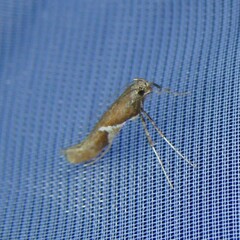 Caloptilia stigmatella
