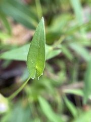 Persicaria sagittata