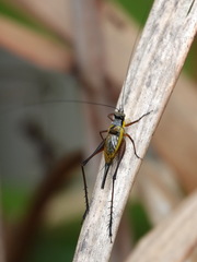 Nisitrus vittatus