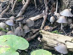 Coprinopsis atramentaria