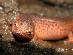 Pseudotriton ruber ruber