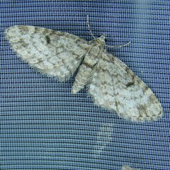 Eupithecia tantillaria