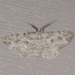 Iridopsis defectaria