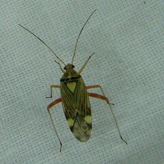 Rhabdomiris striatellus