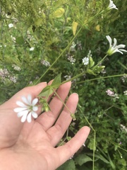 Stellaria chilensis