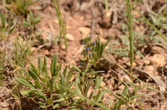 Penstemon humilis