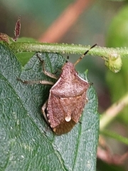 Peribalus strictus