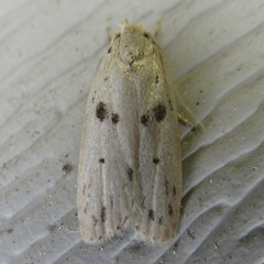 Scythropiodes issikii