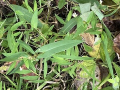 Persicaria sagittata