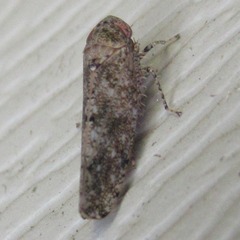 Paraphlepsius collitus