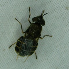 Odontomyia tigrina