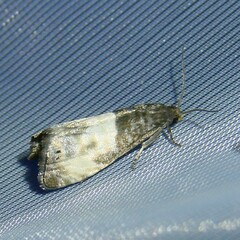 Notocelia cynosbatella