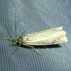 Crambus lathoniellus