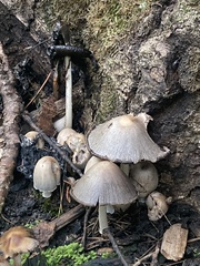 Coprinopsis atramentaria