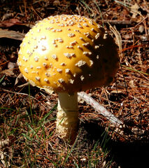 Amanita muscaria guessowii