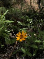 Wedelia hispida