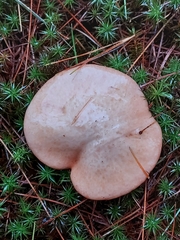 Suillus weaverae