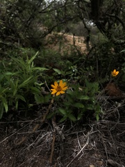 Wedelia hispida