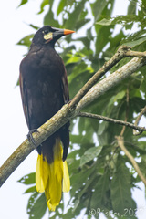 Psarocolius montezuma