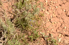 Penstemon humilis