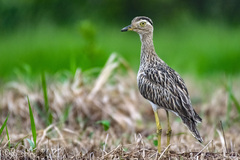 Burhinus bistriatus