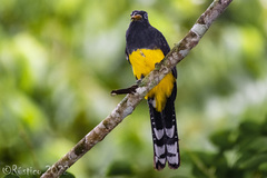 Trogon melanocephalus