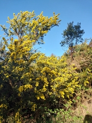 Ulex europaeus