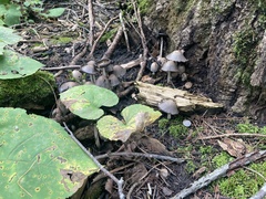 Coprinopsis atramentaria