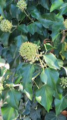 Hedera canariensis