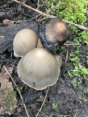 Coprinopsis atramentaria