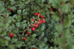 Cotoneaster horizontalis
