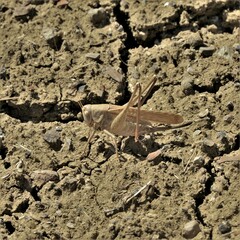 Medecticus assimilis