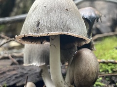 Coprinopsis atramentaria