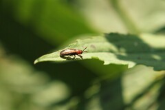 Microrhopala vittata