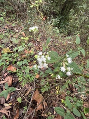 Ageratina altissima