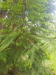 Thuja plicata